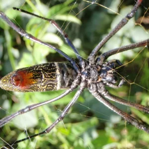 kenianische radnetzspinne