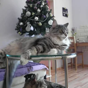 Meine beiden Süssen!:)