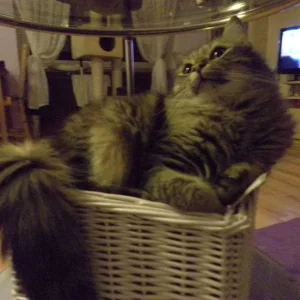 Sandro guckt sein allerliebsten Kumpel oben an!!  Schmelz dahin!!:)