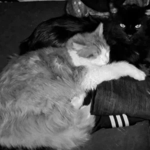 Garfield & Ares beim kuscheln ;)