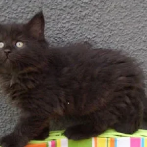 in dieses Bild von Ares hab ich mich damals verliebt ;)