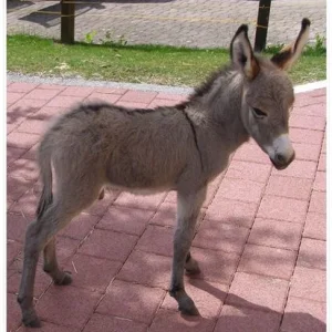 Kimi unser wackeres Eselbübchen