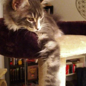 Chillen am Kratzbaum