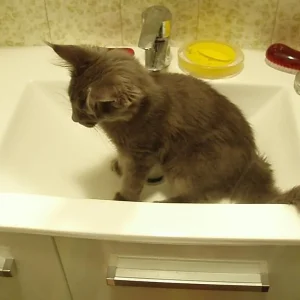 Waschbeckenerkundung