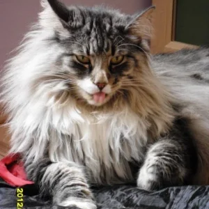 Bäähhhhh, jetzt habe ich genug!! :)))