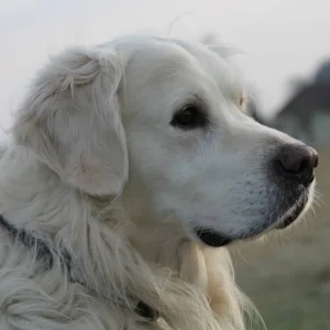 Portrait von meinem Hund :)