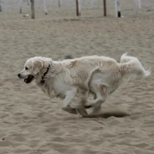 Schneller als der Wind :)