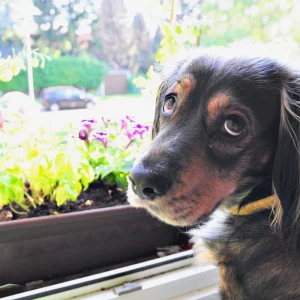 darf ich rausschauen ?