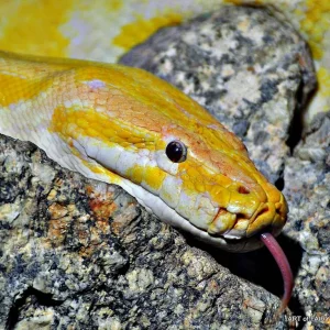 TIGERPHYTON  ALBINO