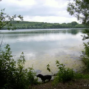 Benni am Neffelsee bei Zülpich