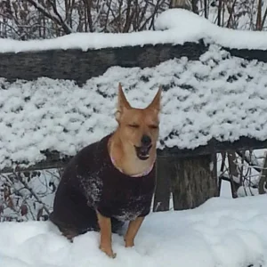 20121213_105702-1_609x800_