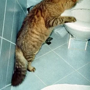 Sandro kontrolliert immer Fraulis Kisterl