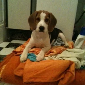 Bettzeug bewachen !!!!