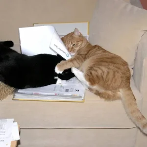 was schreiben die..?