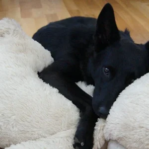 Zero und mein Kuschelbär