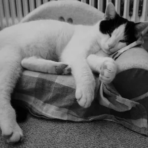 Mini und seine Gelassenheit