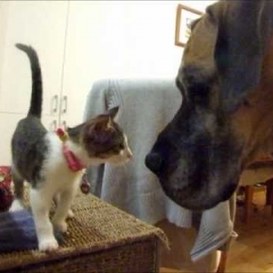 Honey die Dogge & Muesli das Kitten: Der Beginn einer Freundschaft