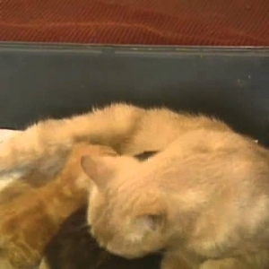 Katze adoptiert Kaninchen