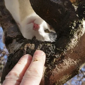 Mini auf dem Haselnusstrauch