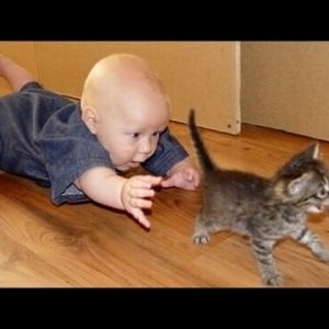 Medium 'Funny cats and babies playing together - Cute cat & baby compilation - YouTube' in der Kategorie 'Lustige und süsse Tiervideos'