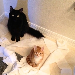 Medium 'CAT LOGIC - YouTube' in der Kategorie 'Lustige und süsse Tiervideos'