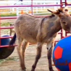 Americas Funniest HAPPY Donkey Rescued playing with Ball - YouTube