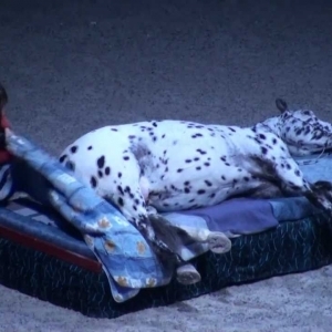 The Funny Horse Scout