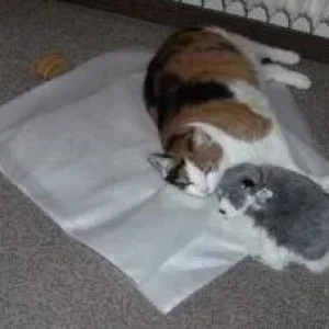 Tiggy Und Ihr Kuscheltier Husky