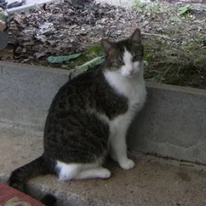 Juni 2009 - Mein Schmusekater Gismo