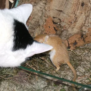 DSCF0890 Polly Und Shorty