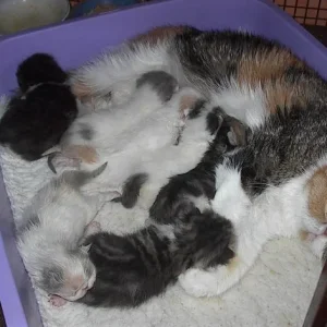 Wurf       29.3. 14.  05