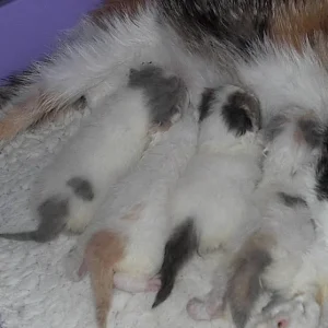 Wurf       29.3. 14.  06