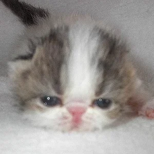 Katze Black Tabby  01