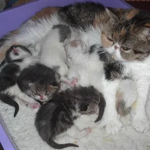 Wurf 02      29.3. 14