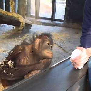 Orang Utan ist begeistert von Zaubertrick