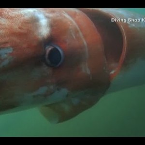 Riesenkalmar (4 Meter grosses Jungtier)