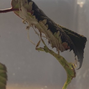 Wandelndes Blatt / Phyllium philippinicum nach dem Häuten auf L3