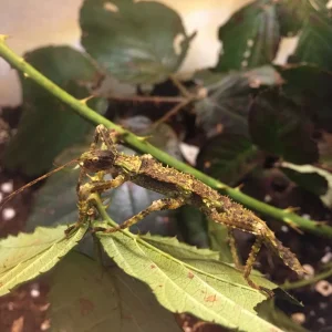 Dorngespenstschrecke Jungtier-Weiblich / Eurycantha calcarata