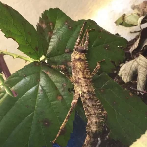 Dorngespenstschrecke Jungtier-Weiblich / Eurycantha calcarata