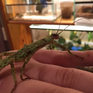 Dorngespenstschrecke Jungtier-Weiblich / Eurycantha calcarata