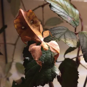 Wandelndes Blatt / Phyllium celebicum "Sulawesi"