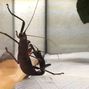 Samtschrecke / Peruphasma schultei