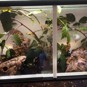 Eines meiner Terrarien für meine Dorngespenstschrecken Jungtiere