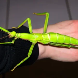 Wandelnde Bohne / Diapherodes gigantea