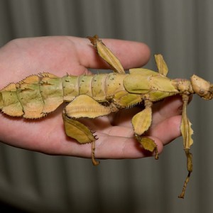 Australische Gespenstschrecke / Extatosoma tiaratum