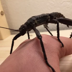 Adultes Männchen Dorngespenstschrecke /  Eurycantha calcarata