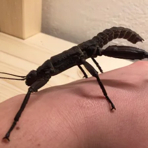 Adultes Männchen Dorngespenstschrecke /  Eurycantha calcarata