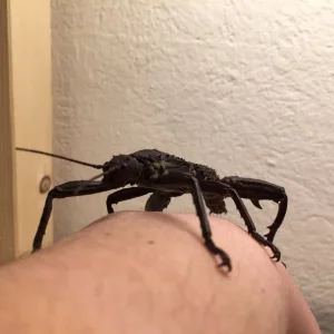 Adultes Männchen Dorngespenstschrecke /  Eurycantha calcarata