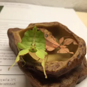 Gib mir einen Kuss..