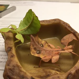 Doppelpack Wandelnde Blätter